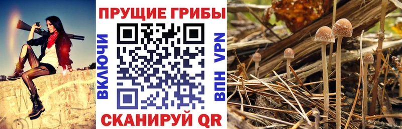 Галлюциногенные грибы GOLDEN TEACHER  как найти наркотики  Павловская 